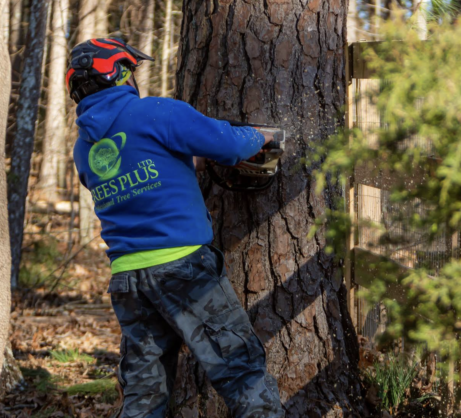 Trees Plus video testimonial